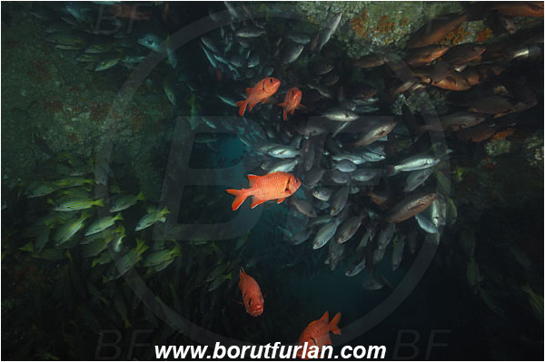 Cocos island, Costarica, Pacific ocean, Myripristis berndti, Myripristis, Holocentridae, Blotcheye soldierfish, Soldierfish, Fish, Fish school, Cave, Lutjanus jordani, Jordan
