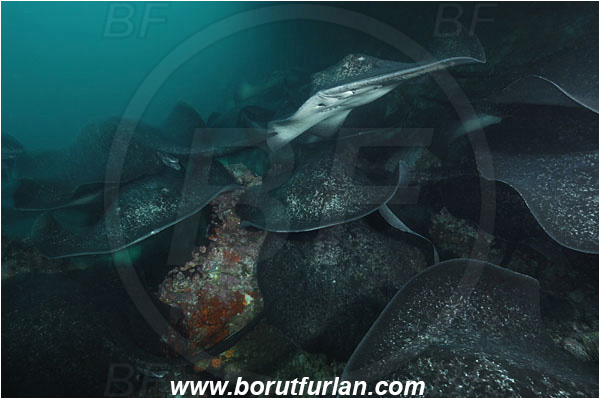 Cocos island, Costarica, Pacific ocean, Taeniura meyeni, Taeniura, Dasyatidae, Elasmobranchii, Round ribbontail ray, Ray, Fish, Reef