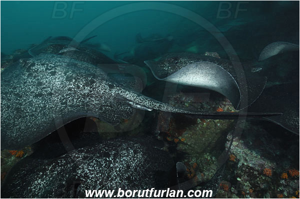 Cocos island, Costarica, Pacific ocean, Taeniura meyeni, Taeniura, Dasyatidae, Elasmobranchii, Round ribbontail ray, Ray, Fish, Reef