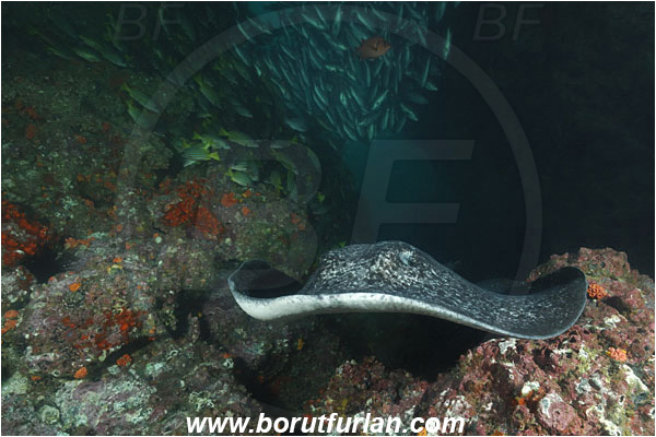 Cocos island, Costarica, Pacific ocean, Taeniura meyeni, Taeniura, Dasyatidae, Elasmobranchii, Round ribbontail ray, Ray, Fish, Reef, Cave