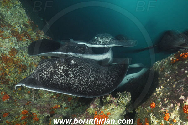 Cocos island, Costarica, Pacific ocean, Taeniura meyeni, Taeniura, Dasyatidae, Elasmobranchii, Round ribbontail ray, Ray, Fish, Reef