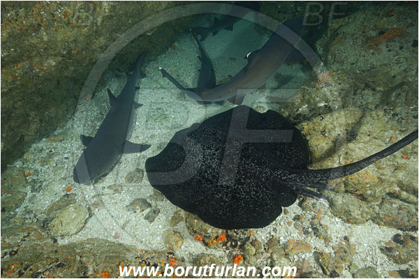 Cocos island, Costarica, Pacific ocean, Triaenodon obesus, Triaenodon, Carcharhinidae, Elasmobranchii, Whitetip reef shark, Shark, Fish, Reef, Taeniura meyeni, Taeniura, Dasyatidae, Elasmobranchii, Round ribbontail ray, Ray
