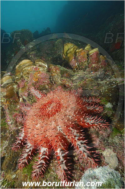 Cocos island, Costarica, Pacific ocean, Acanthaster planci, Acanthaster, Crown-of-Thorns Starfish, Acanthasteridae, Asteroidea, Echinodermata, Echinoderm, Reef