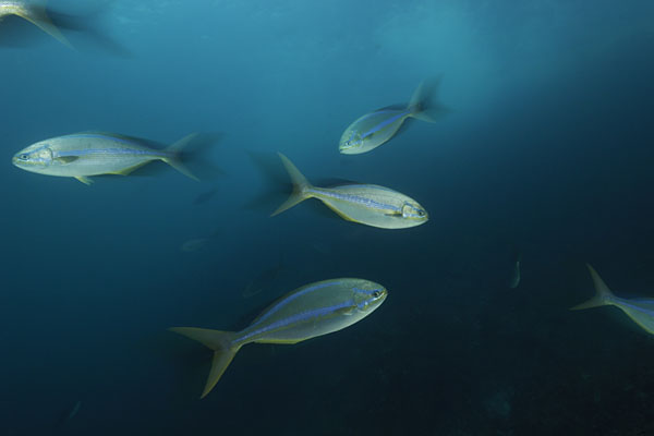 Cocos island, Costarica, Pacific ocean, Kyphosus ocyurus, Kyphosus, Kyphosidae, Bluestriped Chub, Chub, Fish, Fish school
