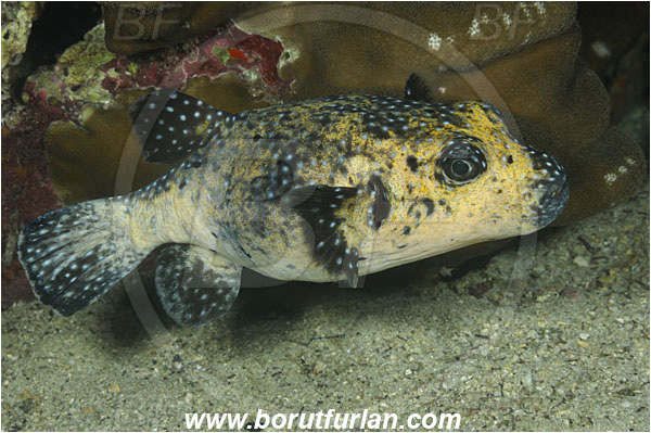 Cocos island, Costarica, Pacific ocean, Arothron meleagris, Arothron, Tetraodontidae, Guineafowl puffer, Puffer, Fish