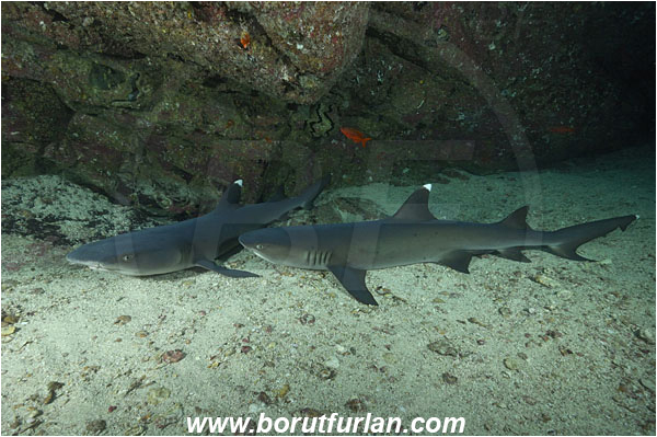 Cocos island, Costarica, Pacific ocean, Triaenodon obesus, Triaenodon, Carcharhinidae, Elasmobranchii, Whitetip reef shark, Shark, Fish, Reef