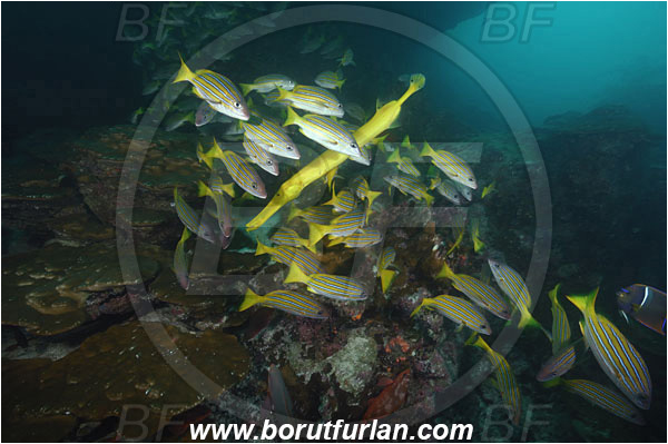 Cocos island, Costarica, Pacific ocean, Lutjanus viridis, Lutjanus, Lutjanidae, Blue and gold snapper, Snapper, Fish, Fish school, Reef, Aulostomus chinensis, Aulostomus, Aulostomidae, Chinese trumpetfish, Trumpetfish