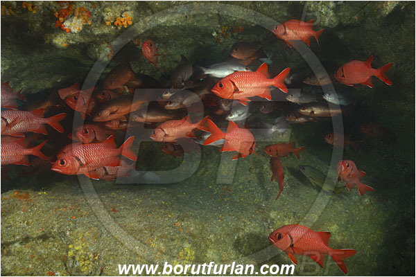Cocos island, Costarica, Pacific ocean, Myripristis berndti, Myripristis, Holocentridae, Blotcheye soldierfish, Soldierfish, Fish, Fish school