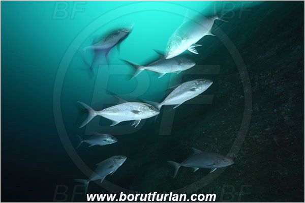 Cocos island, Costarica, Pacific ocean, Seriola rivoliana, Seriola, Carangidae, Longfin Amberjack, Longfin Yellowtail, Amberjack, Jack, Fish, Fish school