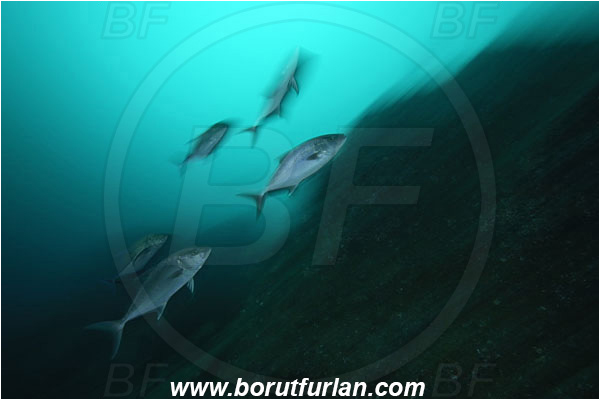 Cocos island, Costarica, Pacific ocean, Seriola rivoliana, Seriola, Carangidae, Longfin Amberjack, Longfin Yellowtail, Amberjack, Jack, Fish, Fish school