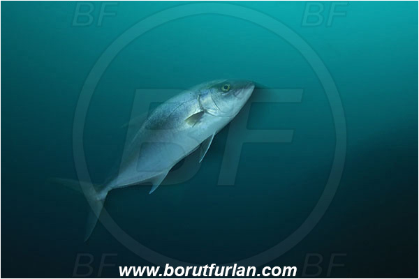 Cocos island, Costarica, Pacific ocean, Seriola rivoliana, Seriola, Carangidae, Longfin Amberjack, Longfin Yellowtail, Amberjack, Jack, Fish