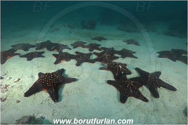 Cocos island, Costarica, Pacific ocean, Pentaceraster cumingi, Pentaceraster, Oreasteridae, Panamic Cushion Star, Starfish, Asteroidea, Echinodermata, Echinoderm, Sand