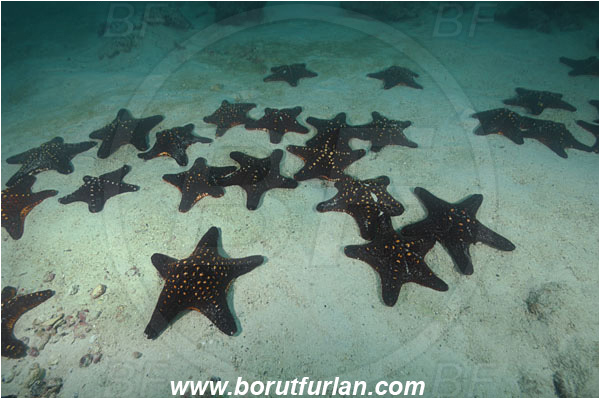 Cocos island, Costarica, Pacific ocean, Pentaceraster cumingi, Pentaceraster, Oreasteridae, Panamic Cushion Star, Starfish, Asteroidea, Echinodermata, Echinoderm, Sand
