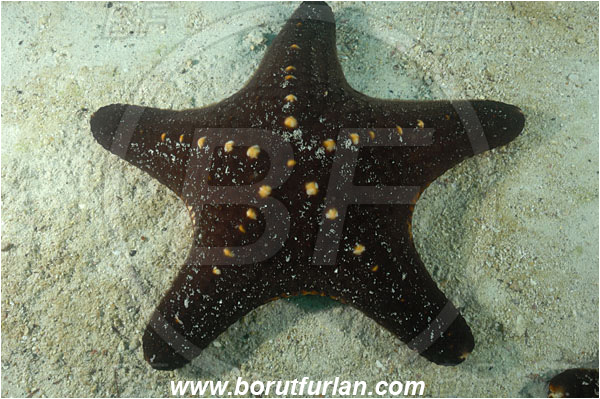 Cocos island, Costarica, Pacific ocean, Pentaceraster cumingi, Pentaceraster, Oreasteridae, Panamic Cushion Star, Starfish, Asteroidea, Echinodermata, Echinoderm, Sand