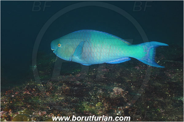 Cocos island, Costarica, Pacific ocean, Scarus rubroviolaceus, Scarus, Scaridae, Redlip Parrotfish, Ember parrotfish, Parrotfish, Fish, Reef