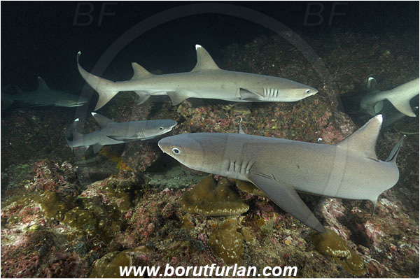 Cocos island, Costarica, Pacific ocean, Triaenodon obesus, Triaenodon, Carcharhinidae, Elasmobranchii, Whitetip reef shark, Shark, Fish, Reef, Night hunting, Feeding
