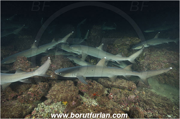 Cocos island, Costarica, Pacific ocean, Triaenodon obesus, Triaenodon, Carcharhinidae, Elasmobranchii, Whitetip reef shark, Shark, Fish, Reef, Night hunting, Feeding