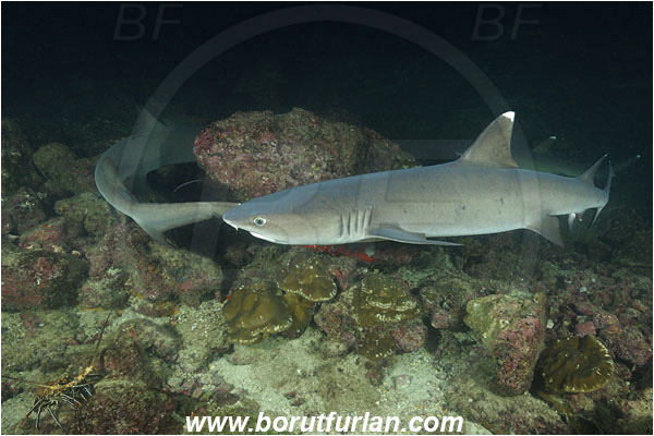 Cocos island, Costarica, Pacific ocean, Triaenodon obesus, Triaenodon, Carcharhinidae, Elasmobranchii, Whitetip reef shark, Shark, Fish, Reef, Night hunting, Feeding