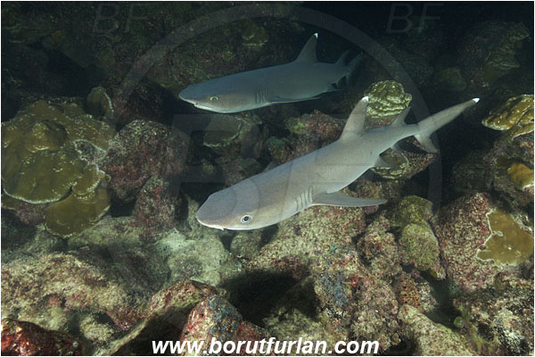 Cocos island, Costarica, Pacific ocean, Triaenodon obesus, Triaenodon, Carcharhinidae, Elasmobranchii, Whitetip reef shark, Shark, Fish, Reef, Night hunting, Feeding