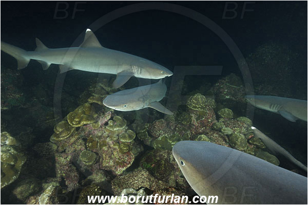 Cocos island, Costarica, Pacific ocean, Triaenodon obesus, Triaenodon, Carcharhinidae, Elasmobranchii, Whitetip reef shark, Shark, Fish, Reef, Night hunting, Feeding