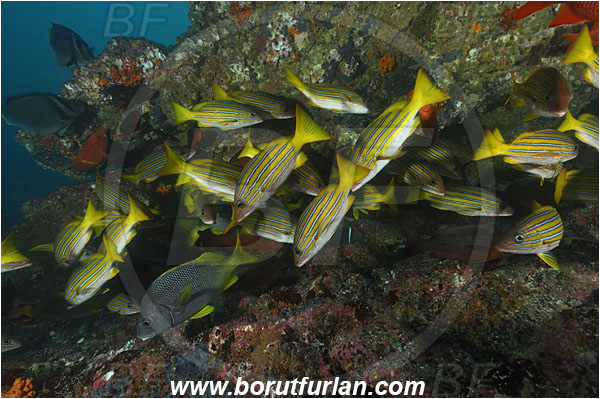 Cocos island, Costarica, Pacific ocean, Lutjanus viridis, Lutjanus, Lutjanidae, Blue and gold snapper, Snapper, Fish, Fish school, Reef, Anisotremus interruptus, Anisotremus, Haemulidae, Burito grunt, Grunt
