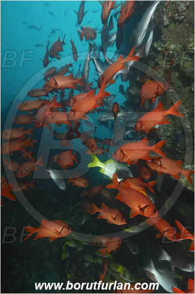 Cocos island, Costarica, Pacific ocean, Myripristis berndti, Myripristis, Holocentridae, Blotcheye soldierfish, Soldierfish, Fish, Fish school