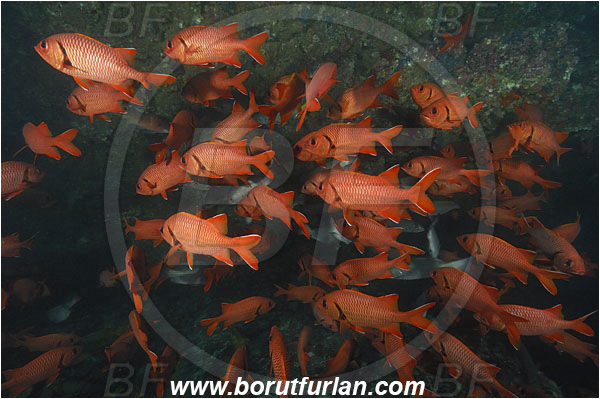 Cocos island, Costarica, Pacific ocean, Myripristis berndti, Myripristis, Holocentridae, Blotcheye soldierfish, Soldierfish, Fish, Fish school