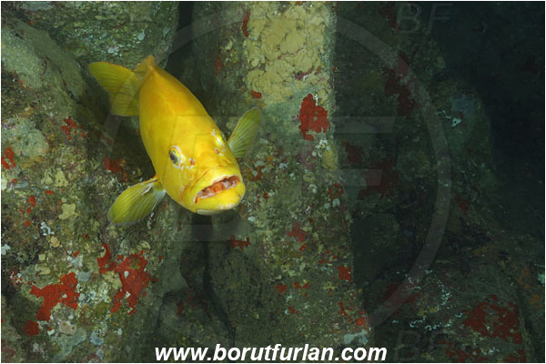 Cocos island, Costarica, Pacific ocean, Mycteroperca olfax, Mycteroperca, Serranidae, Sailfin Grouper, Grouper, Fish, Yellow variant