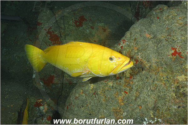 Cocos island, Costarica, Pacific ocean, Mycteroperca olfax, Mycteroperca, Serranidae, Sailfin Grouper, Grouper, Fish, Yellow variant