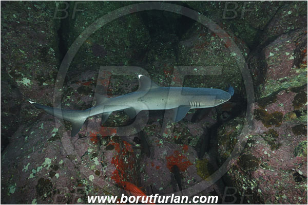 Cocos island, Costarica, Pacific ocean, Triaenodon obesus, Triaenodon, Carcharhinidae, Elasmobranchii, Whitetip reef shark, Shark, Fish, Reef