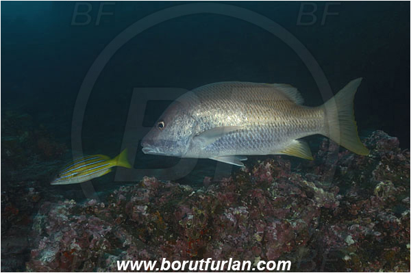Cocos island, Costarica, Pacific ocean, Lutjanus viridis, Lutjanus, Lutjanidae, Blue and gold snapper, Snapper, Fish, Reef, Lutjanus argentiventris, Yellow snapper