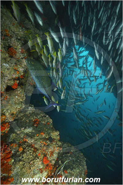 Cocos island, Costarica, Pacific ocean, Lutjanus viridis, Lutjanus, Lutjanidae, Blue and gold snapper, Snapper, Fish, Fish school, Reef, Cave, Lutjanus jordani, Jordan