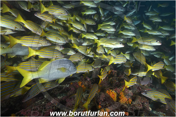 Cocos island, Costarica, Pacific ocean, Lutjanus viridis, Lutjanus, Lutjanidae, Blue and gold snapper, Snapper, Fish, Fish school, Reef, Anisotremus interruptus, Anisotremus, Haemulidae, Burito grunt, Grunt