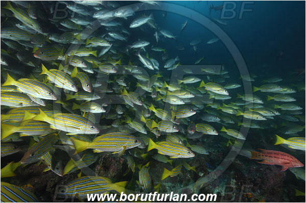 Cocos island, Costarica, Pacific ocean, Lutjanus viridis, Lutjanus, Lutjanidae, Blue and gold snapper, Snapper, Fish, Fish school, Reef