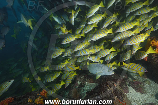 Cocos island, Costarica, Pacific ocean, Lutjanus viridis, Lutjanus, Lutjanidae, Blue and gold snapper, Snapper, Fish, Fish school, Reef, Cave