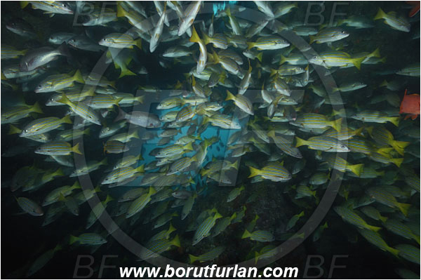 Cocos island, Costarica, Pacific ocean, Lutjanus viridis, Lutjanus, Lutjanidae, Blue and gold snapper, Snapper, Fish, Fish school, Reef, Cave
