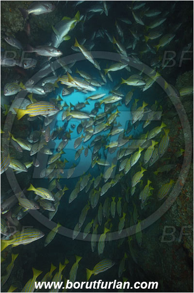 Cocos island, Costarica, Pacific ocean, Lutjanus viridis, Lutjanus, Lutjanidae, Blue and gold snapper, Snapper, Fish, Fish school, Reef, Cave