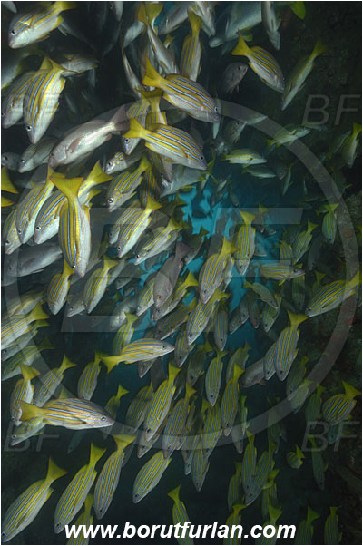 Cocos island, Costarica, Pacific ocean, Lutjanus viridis, Lutjanus, Lutjanidae, Blue and gold snapper, Snapper, Fish, Fish school, Reef, Cave