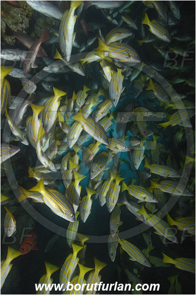 Cocos island, Costarica, Pacific ocean, Lutjanus viridis, Lutjanus, Lutjanidae, Blue and gold snapper, Snapper, Fish, Fish school, Reef, Cave