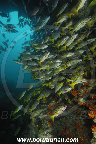 Cocos island, Costarica, Pacific ocean, Lutjanus viridis, Lutjanus, Lutjanidae, Blue and gold snapper, Snapper, Fish, Fish school, Reef, Cave