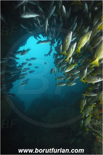 Cocos island, Costarica, Pacific ocean, Lutjanus viridis, Lutjanus, Lutjanidae, Blue and gold snapper, Snapper, Fish, Fish school, Reef, Cave, Lutjanus jordani, Jordan