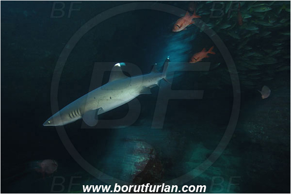 Cocos island, Costarica, Pacific ocean, Triaenodon obesus, Triaenodon, Carcharhinidae, Elasmobranchii, Whitetip reef shark, Shark, Fish, Reef, Cave