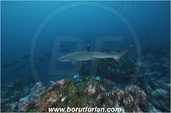 Cocos island, Costarica, Pacific ocean, Triaenodon obesus, Triaenodon, Carcharhinidae, Elasmobranchii, Whitetip reef shark, Shark, Fish, Reef