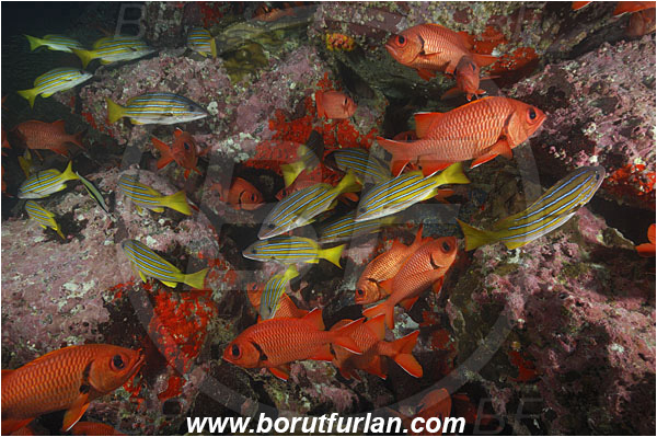 Cocos island, Costarica, Pacific ocean, Lutjanus viridis, Lutjanus, Lutjanidae, Blue and gold snapper, Snapper, Fish, Fish school, Reef, Myripristis berndti, Myripristis, Holocentridae, Blotcheye soldierfish, Soldierfish