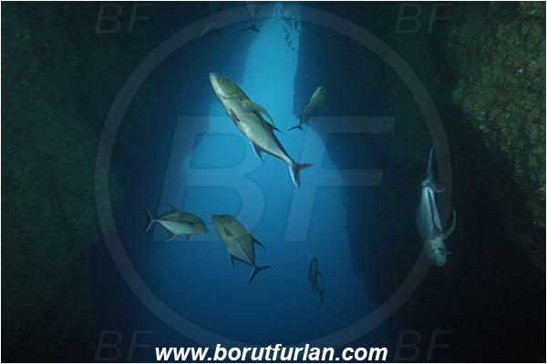 Cocos island, Costarica, Pacific ocean, Caranx lugubris, Caranx, Carangidae, Black Trevally, Black Jack, Trevally, Jack, Fish, Fish school, Cave
