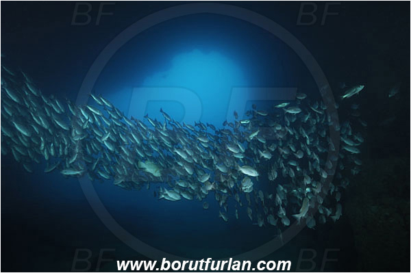 Cocos island, Costarica, Pacific ocean, Lutjanus, Lutjanidae, Snapper, Fish, Fish school, Reef, Cave, Lutjanus jordani, Jordan