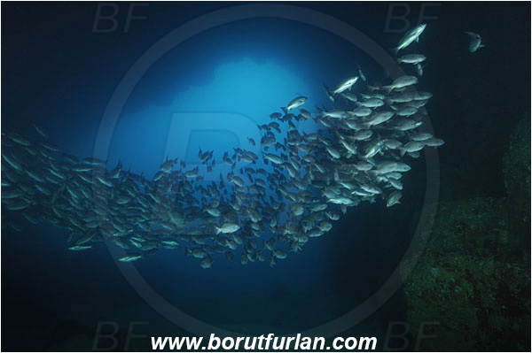 Cocos island, Costarica, Pacific ocean, Lutjanus, Lutjanidae, Snapper, Fish, Fish school, Reef, Cave, Lutjanus jordani, Jordan
