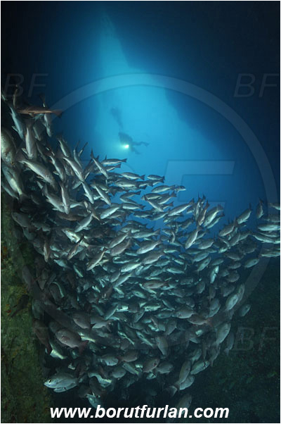 Cocos island, Costarica, Pacific ocean, Lutjanus, Lutjanidae, Snapper, Fish, Fish school, Reef, Cave, Lutjanus jordani, Jordan