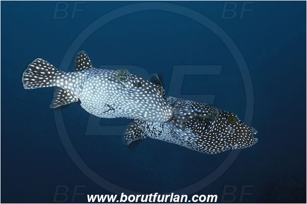 Cocos island, Costarica, Pacific ocean, Arothron meleagris, Arothron, Tetraodontidae, Guineafowl puffer, Puffer, Fish