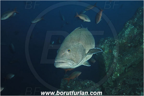 Cocos island, Costarica, Pacific ocean, Mycteroperca olfax, Mycteroperca, Serranidae, Sailfin Grouper, Grouper, Fish, Reef